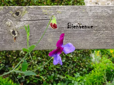 Hypnothérapeutes Haute-savoie Béatrice Vicari