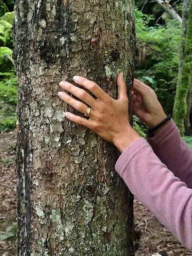 Opal en Soi - Sophrologie, Sylvothérapie et Accompagnement Par la Nature