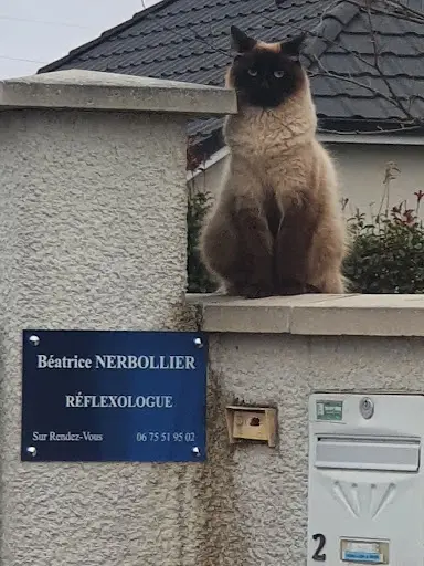 Béatrice Nerbollier Réflexologue