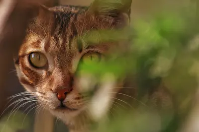 Claire- Reiki- Communication Animale