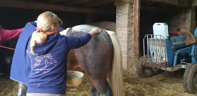 Massage Bien-être Cheval - Cluny