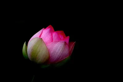 Réflexologie Plantaire, Naturopathie et Conseil en Fleurs de Bach : Karine Mogliacci