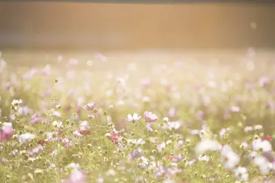 Anna Pamer, Conseillère en Fleurs de Bach