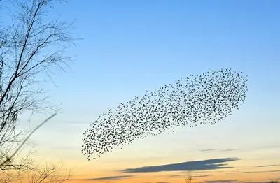 Sophrologue, Cabinet de Sophrologie Murmurations