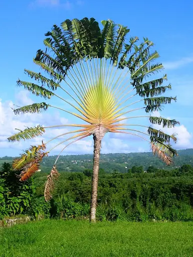 Sulpice-vainqueur Arlette