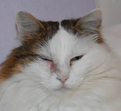Estelle Verhague Magnétiseur Animaux et Humains