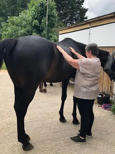 Corinne Ragueneau - Kinésiologue Animalier & Énergéticienne Reiki À Nouzilly
