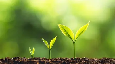 Mélodie Meunier : Gestion du Stress et des Émotions - Conseillère Agréée en Fleurs de Bach - Reiki - Hypnose