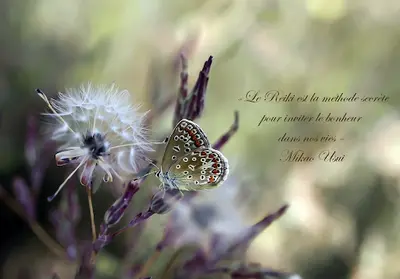 Reiki Silv 