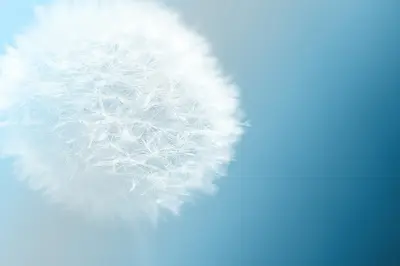 Dandelion Hypnose Intégrative
