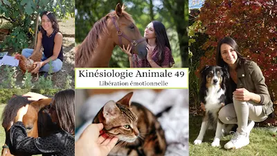 Kinésiologie Animale 49 - Communication Animale - Stages / Malaurie Bourgeais / Angers