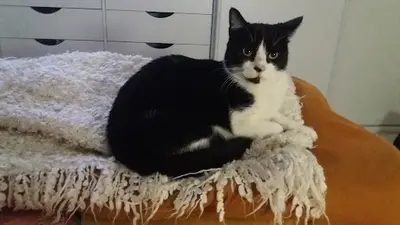 Animalience - au Service des Liens Qui Unissent les Animaux et les Humains