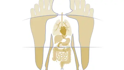 Reflexologie Plantaire Thérapeutique