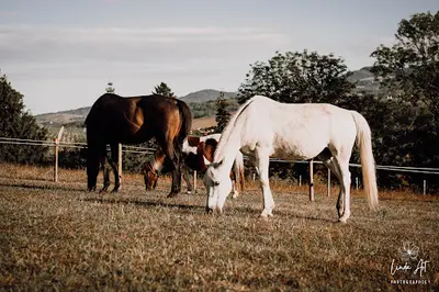 Jennifer Vasa-kocon de Liberté: Thérapie Assistée Par le Cheval, Sophrologie, Coaching de Vie