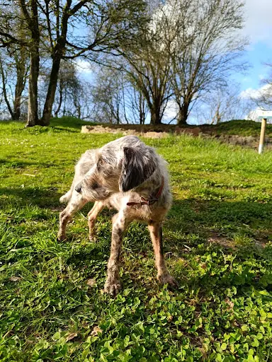 Kinésiologue Pour Animaux - Naturopathie Équine - Pauline Barré