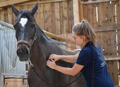 Margaux Victor - Kinésiologie Humaine et Animale / Massage Équin