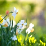 1 énergie printemps