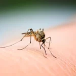 10 moustiques piqûres