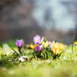 11 renouveau printemps