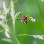 16 tiques forêt