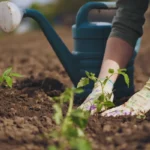 3 jardinage santé