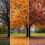 5 saison anxiété