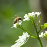 6 biodiversité bien-être