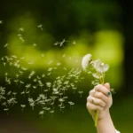 9 allergies printanières