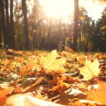 L’impact du manque de lumière sur le moral et comment y remédier. lumière naturelle manque